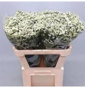 ΛΙΜΟΝΙΟΥΜ ΛΕΥΚΟ LIMONIUM PINA COLADA WHITE